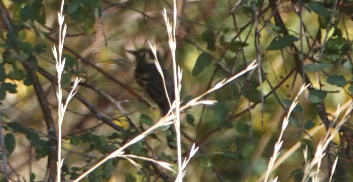 Western Flycatcher (Pacific-slope) - ML487698801