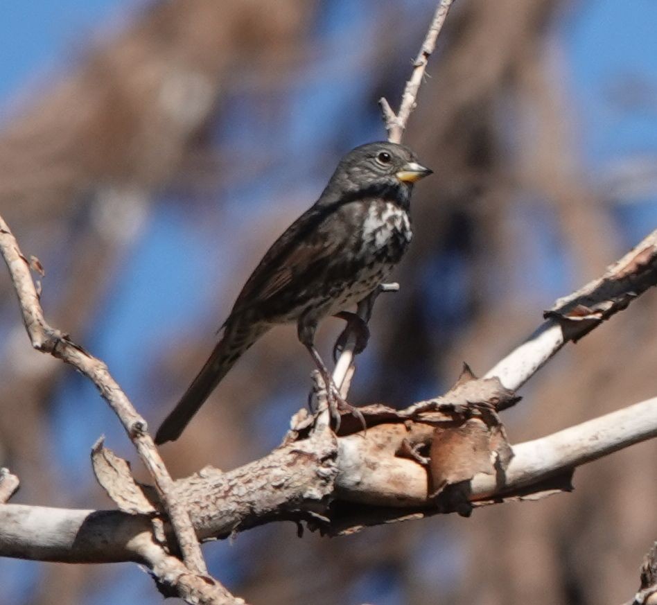 Fox Sparrow (Slate-colored) - ML487698891