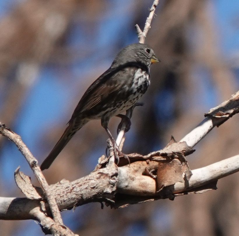 Fox Sparrow (Slate-colored) - ML487698911