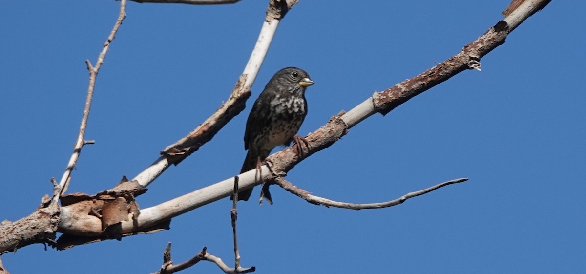 Fox Sparrow (Slate-colored) - ML487698951