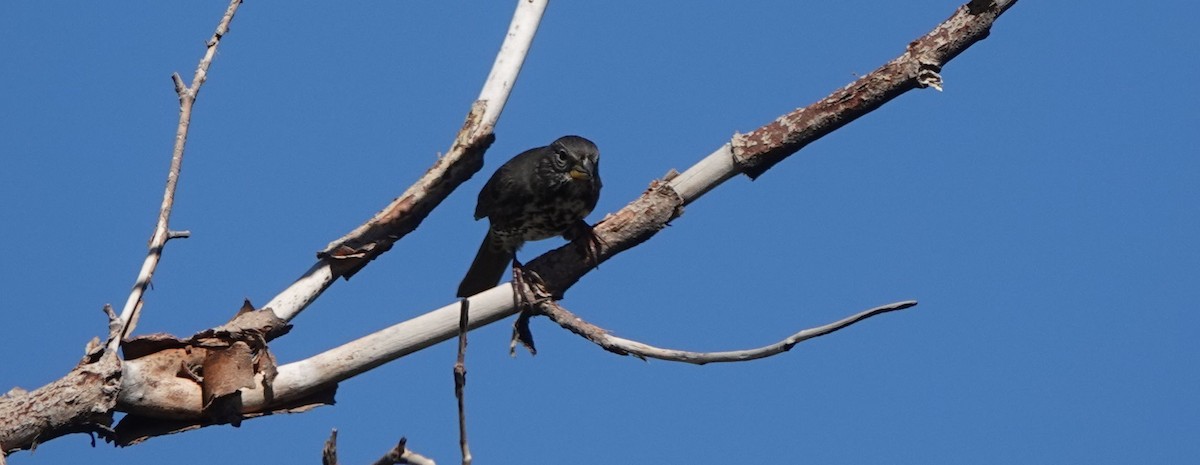 Fox Sparrow (Slate-colored) - ML487698961