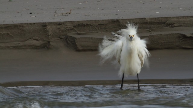 Snowy Egret - ML487699