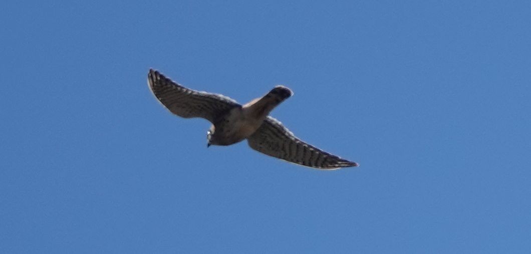 American Kestrel - ML487699241