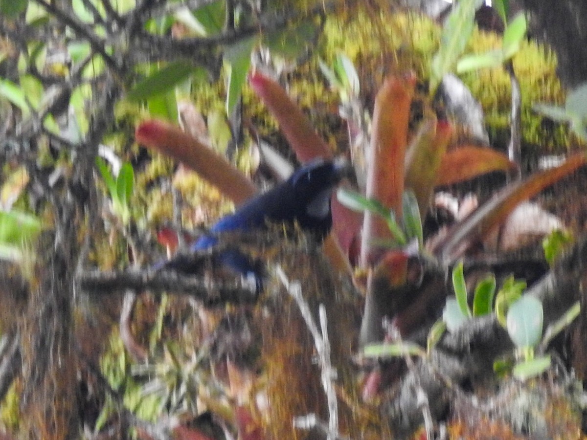 Silvery-throated Jay - Daniel Garrigues