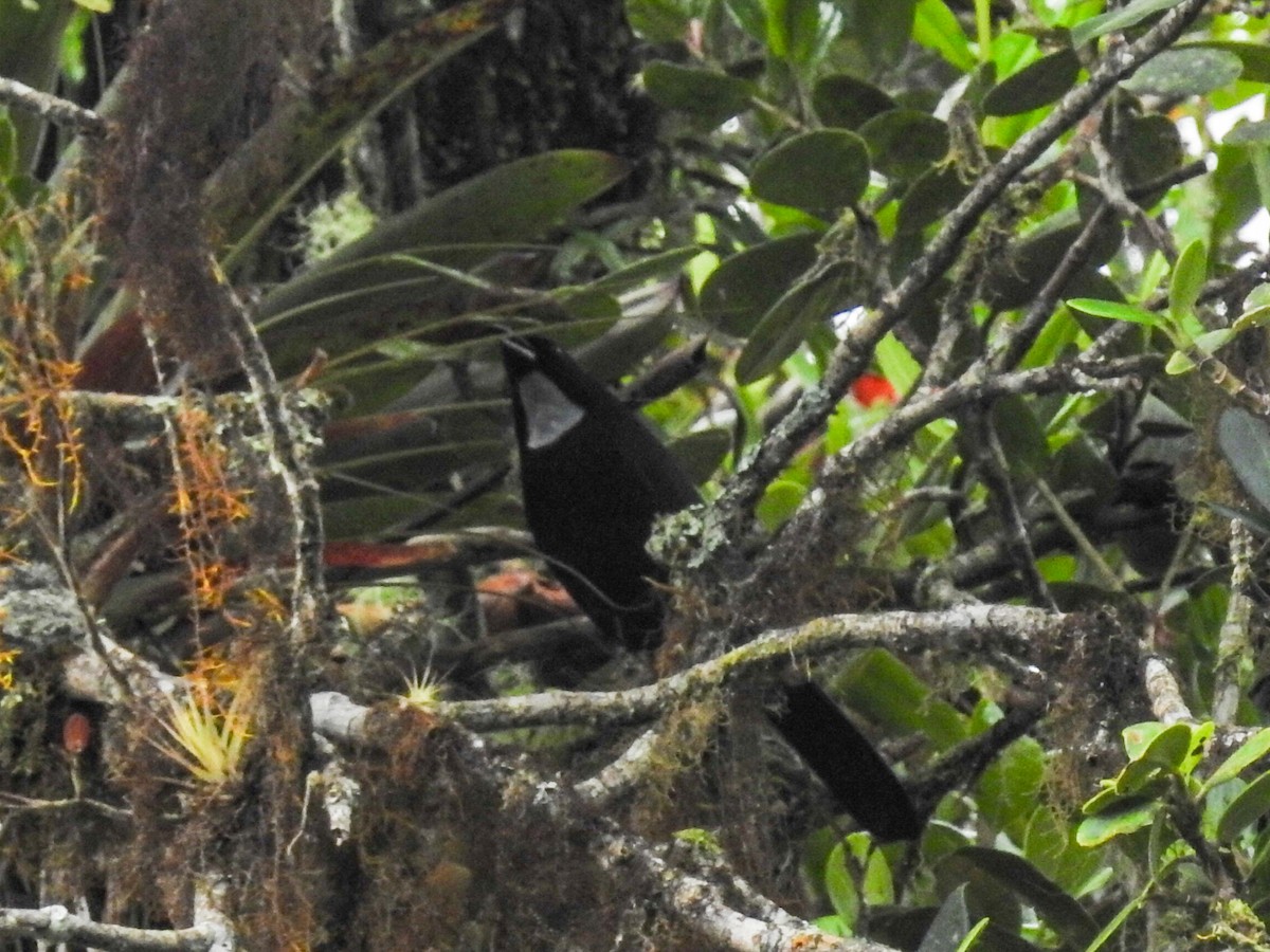 Silvery-throated Jay - ML487699701