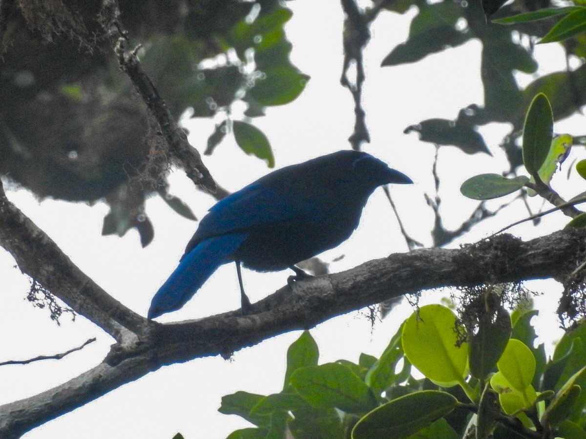 Silvery-throated Jay - ML487699711