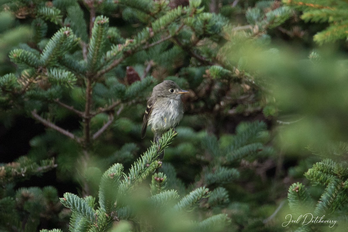 Alder Flycatcher - ML487700941