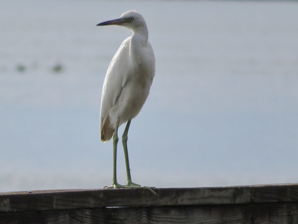 Little Blue Heron - ML487700971