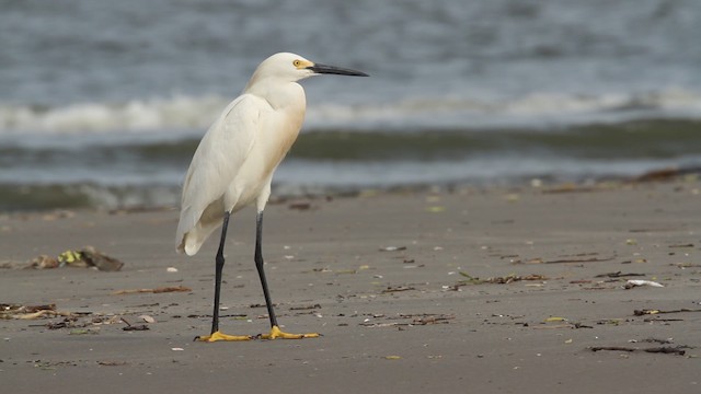 Snowy Egret - ML487701