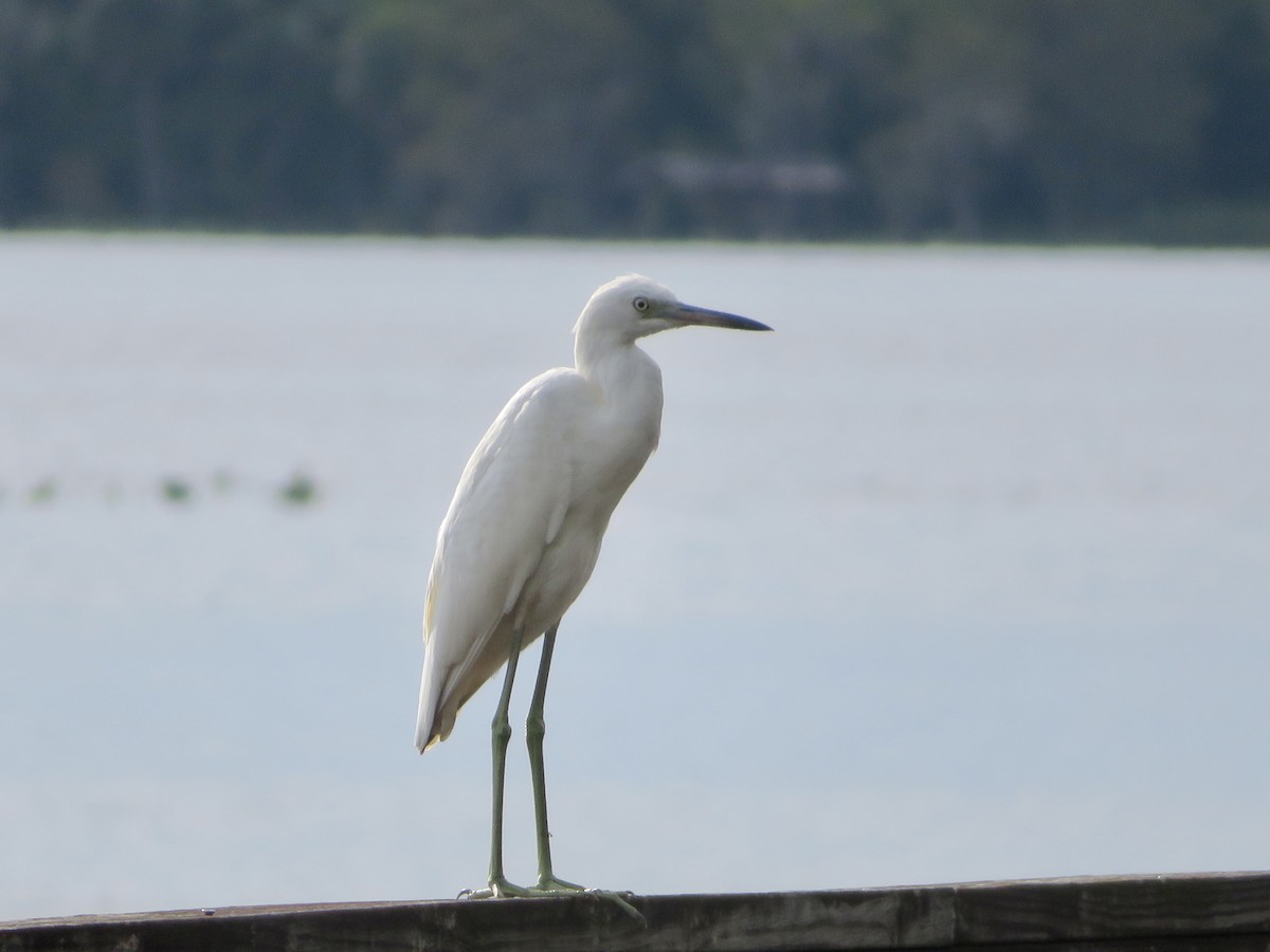 Little Blue Heron - ML487701121
