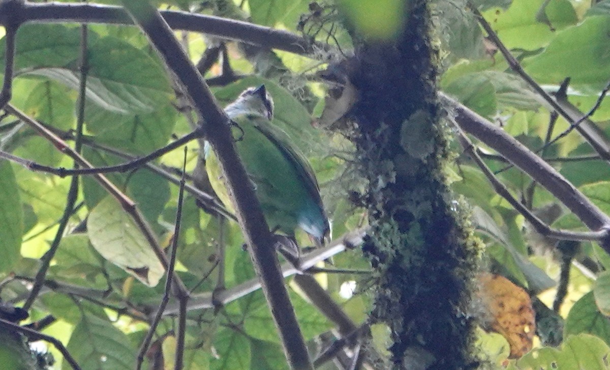 Grauer's Broadbill - Peter Blancher