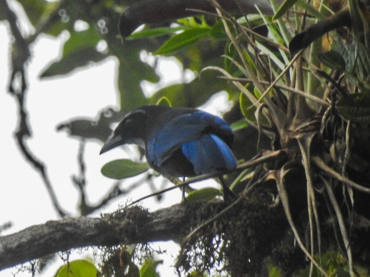 Silvery-throated Jay - Daniel Garrigues