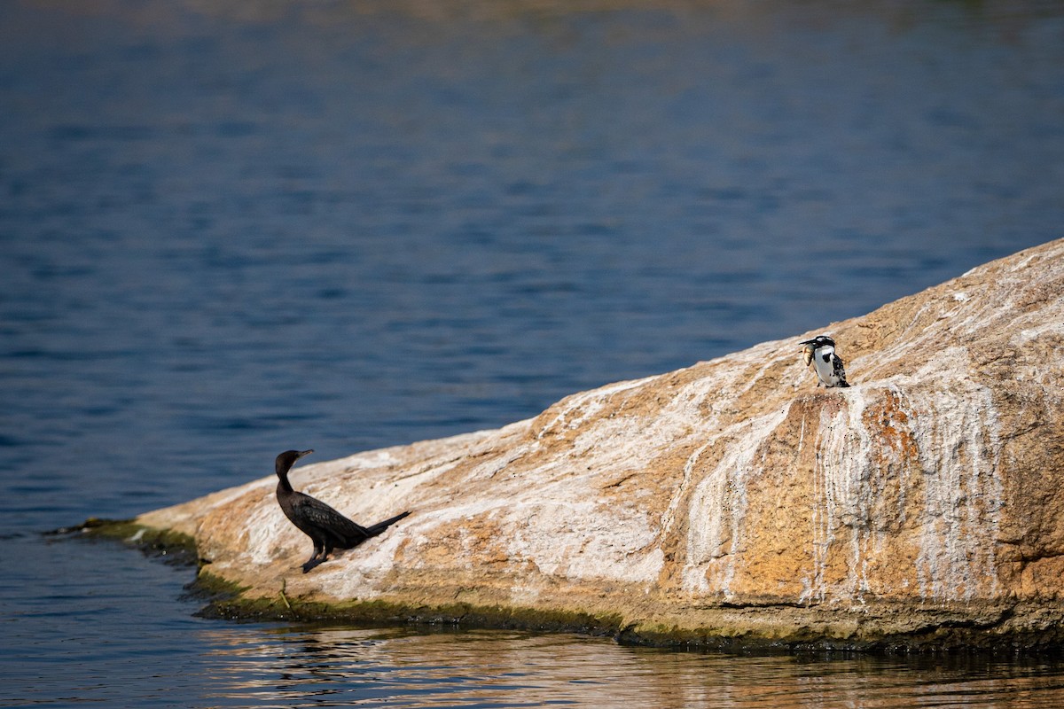 Little Cormorant - ML487701731