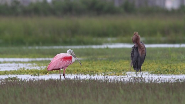 Roseate Spoonbill - ML487702