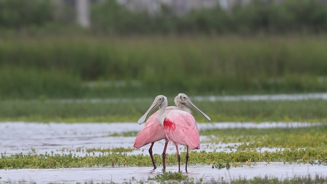 Roseate Spoonbill - ML487703