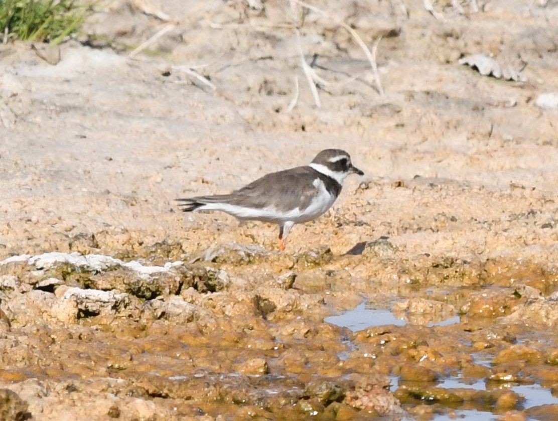 Common Ringed Plover - Frank Hawkins