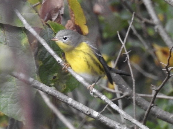 Magnolia Warbler - Brenda Meese