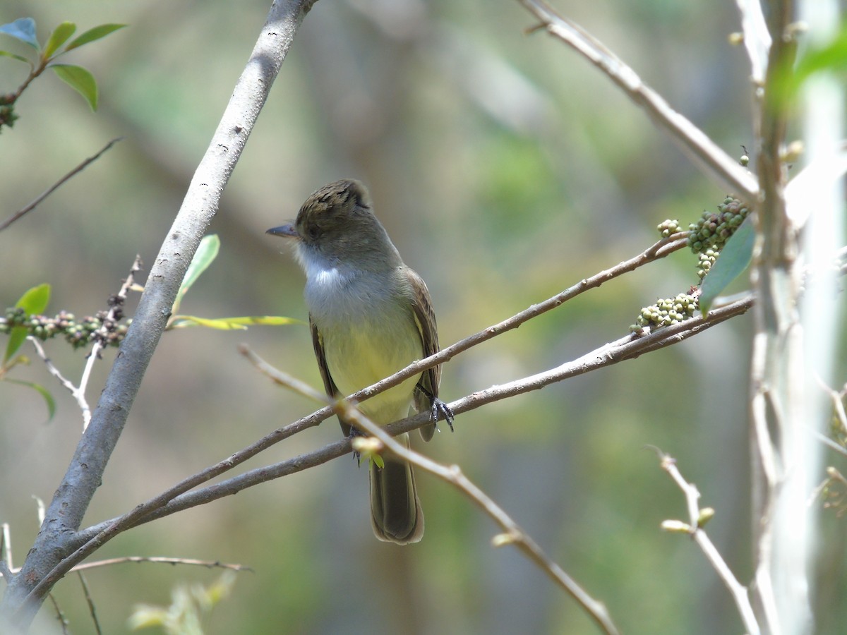 Swainson's Flycatcher - ML487704471