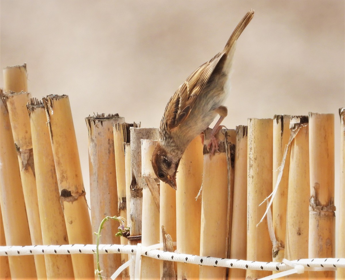 Eurasian Tree Sparrow - ML487705081