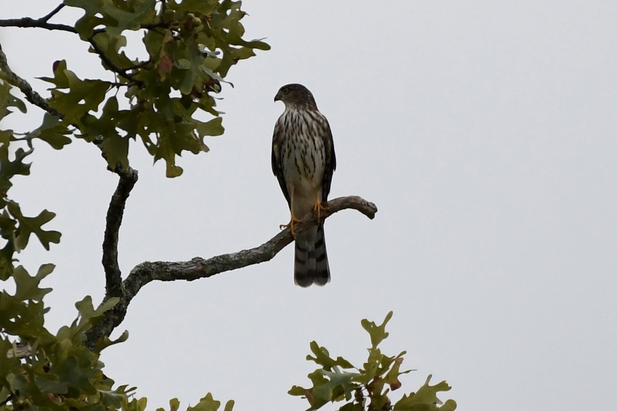 Sharp-shinned Hawk - ML487705121