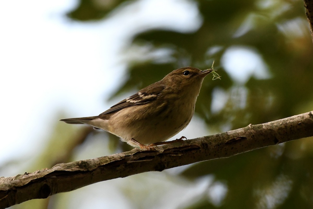 Blackpoll Warbler - ML487705241