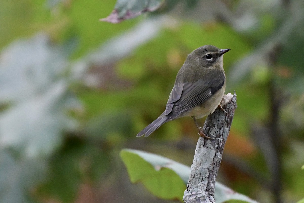 Black-throated Blue Warbler - ML487705271