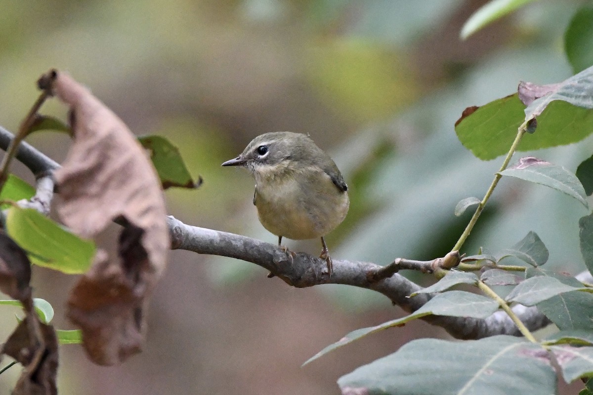 Black-throated Blue Warbler - ML487705281