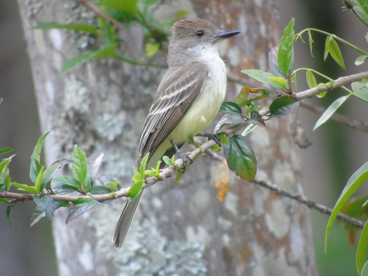 Brown-crested Flycatcher - ML487707471