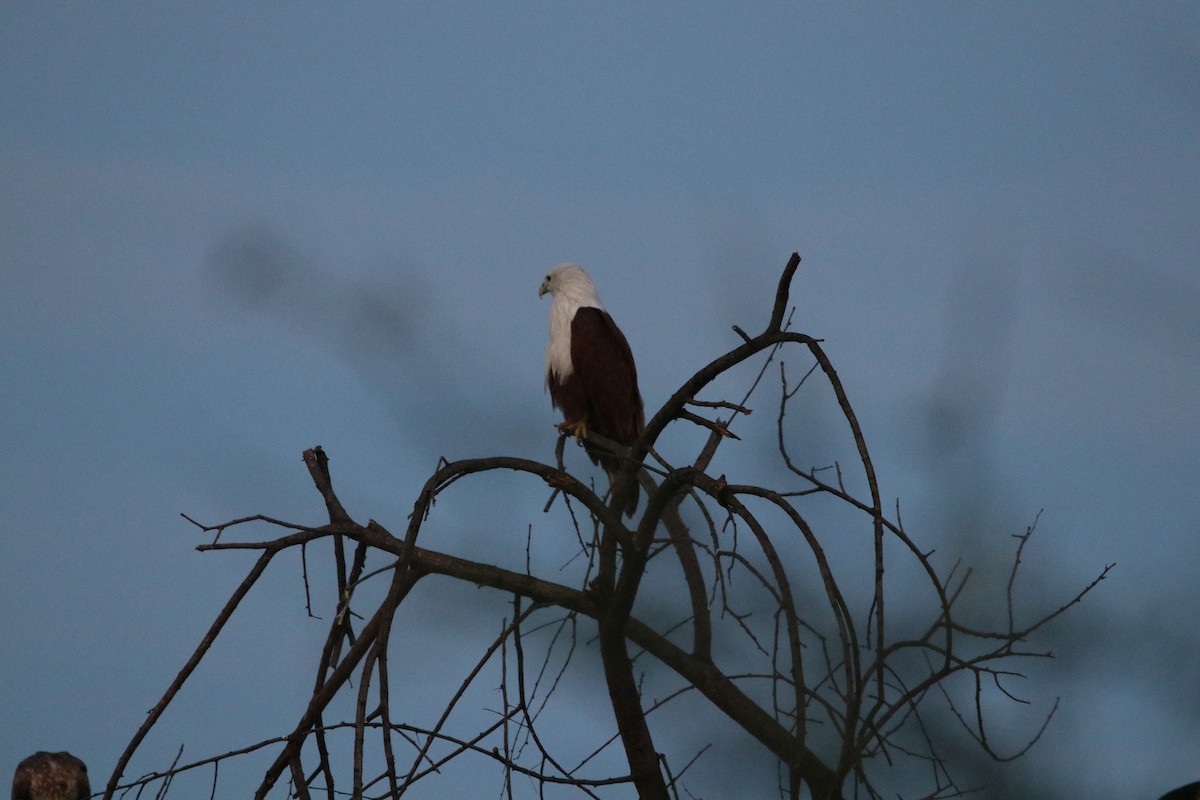 Brahminy Kite - ML487707511