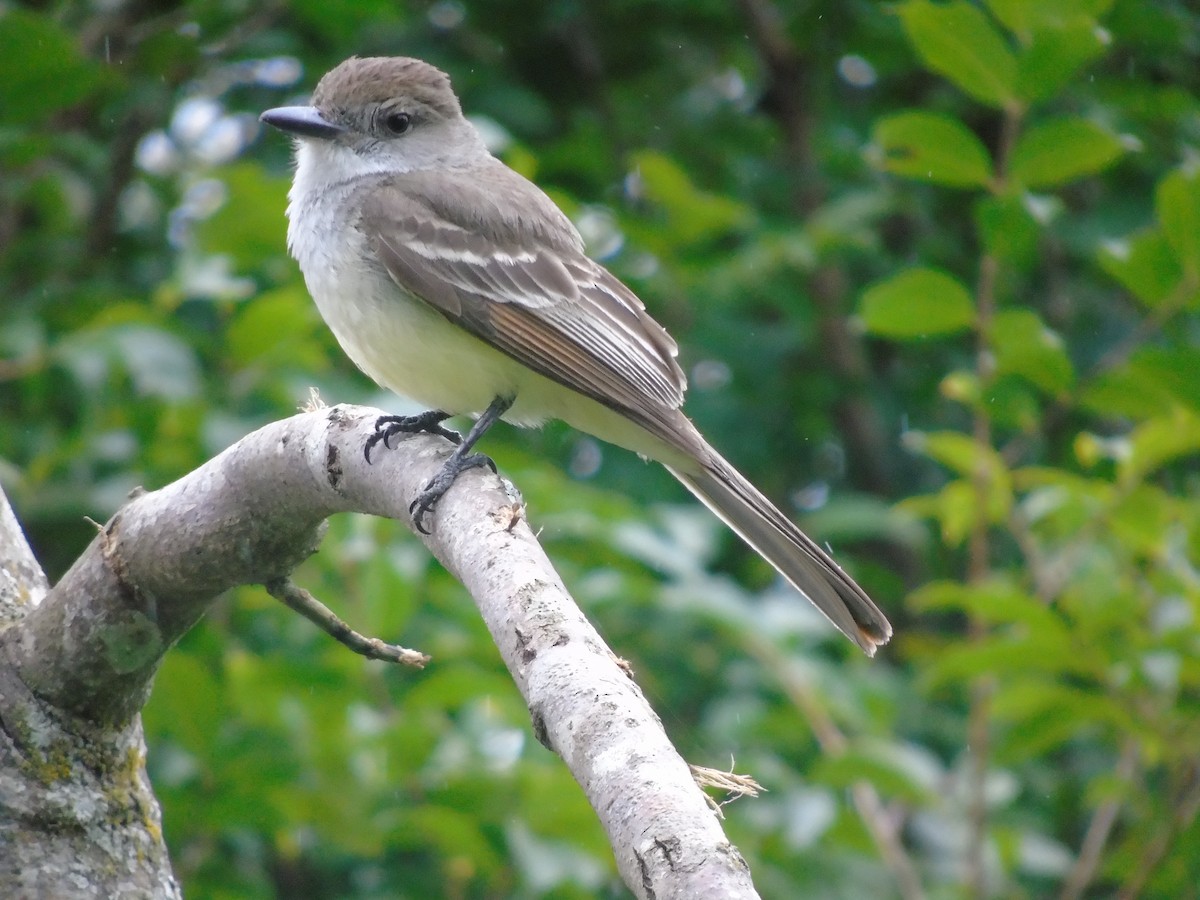 Brown-crested Flycatcher - ML487707741