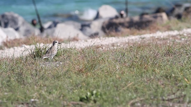 Black-bellied Plover - ML487708