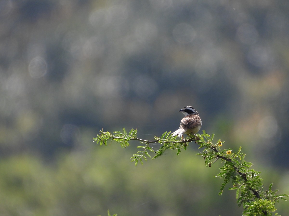 Stripe-headed Sparrow - José  Paz