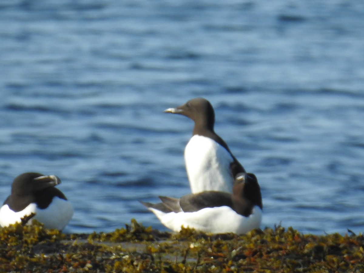 Common Murre - ML487708091