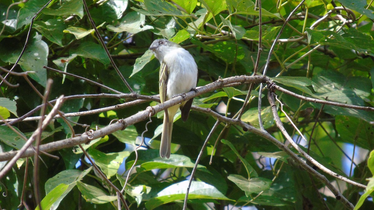 Gray-headed Elaenia - ML487708391