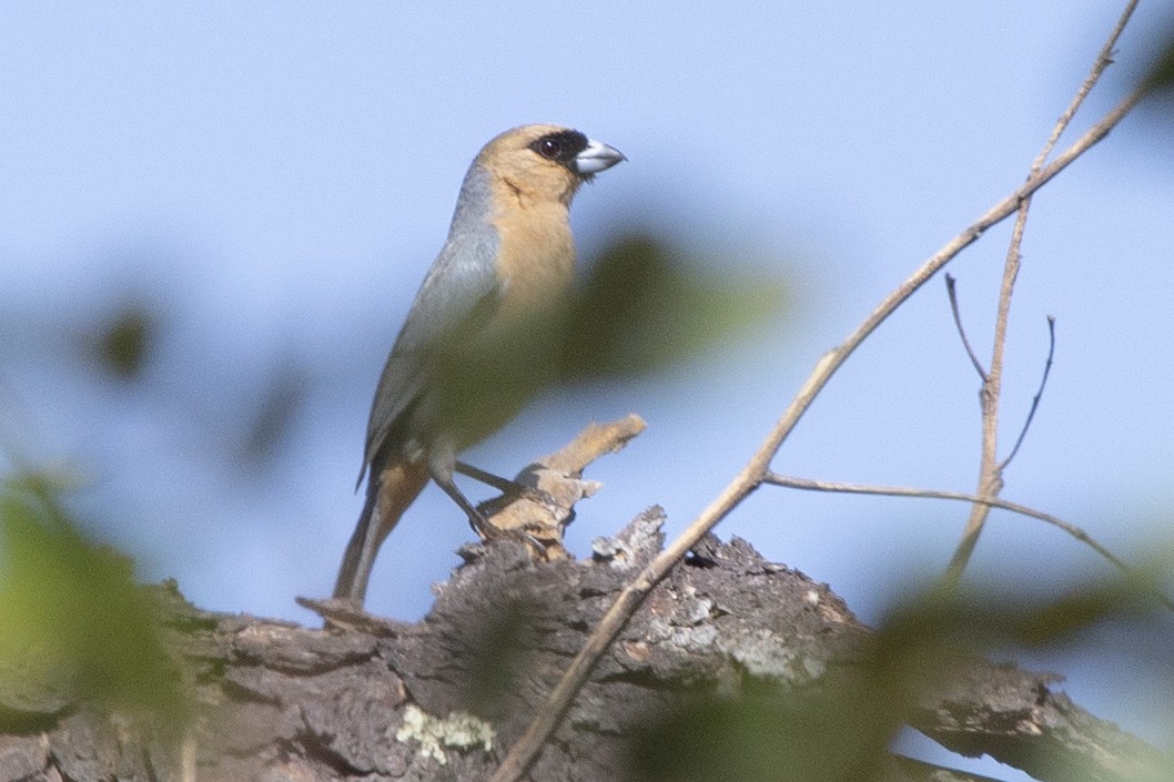 Cinnamon Tanager - ML487708431