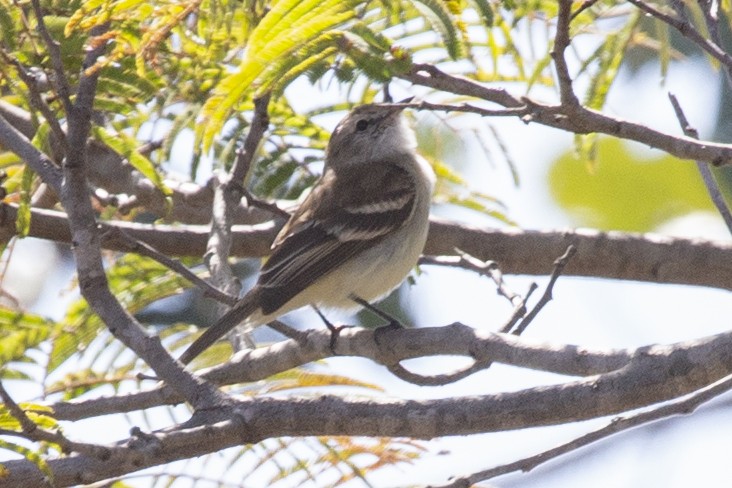 Reiser's Tyrannulet - ML487708571