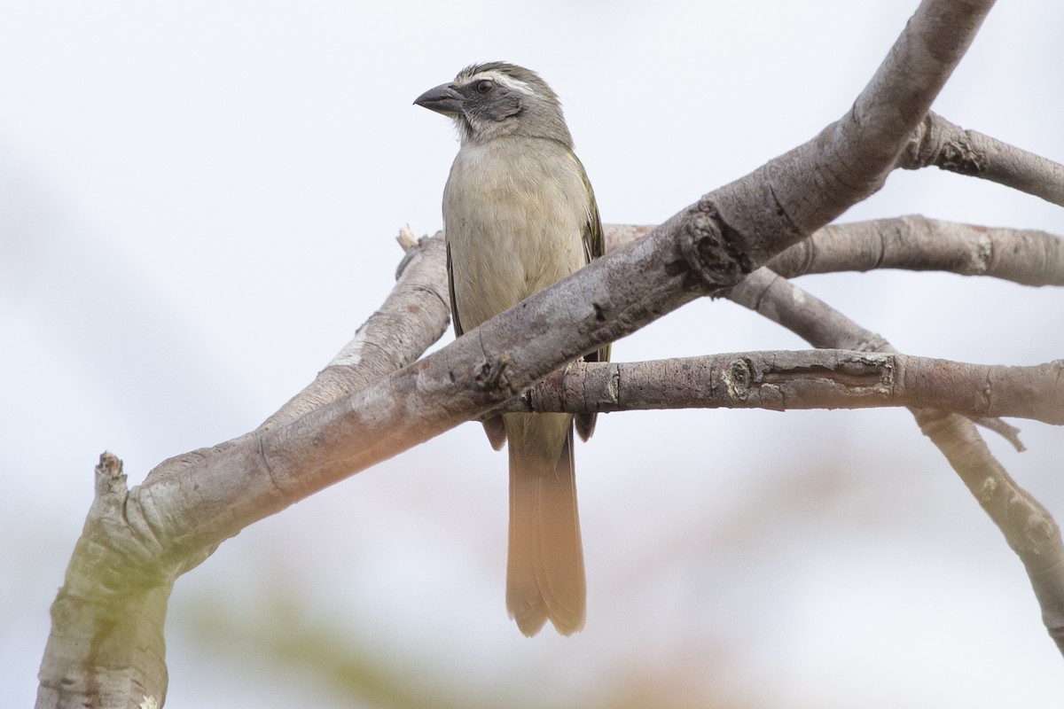 Green-winged Saltator - ML487708771