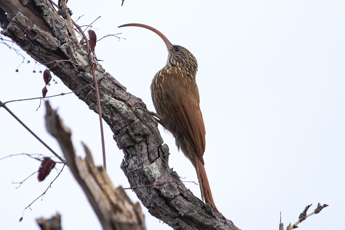 Red-billed Scythebill - ML487708841