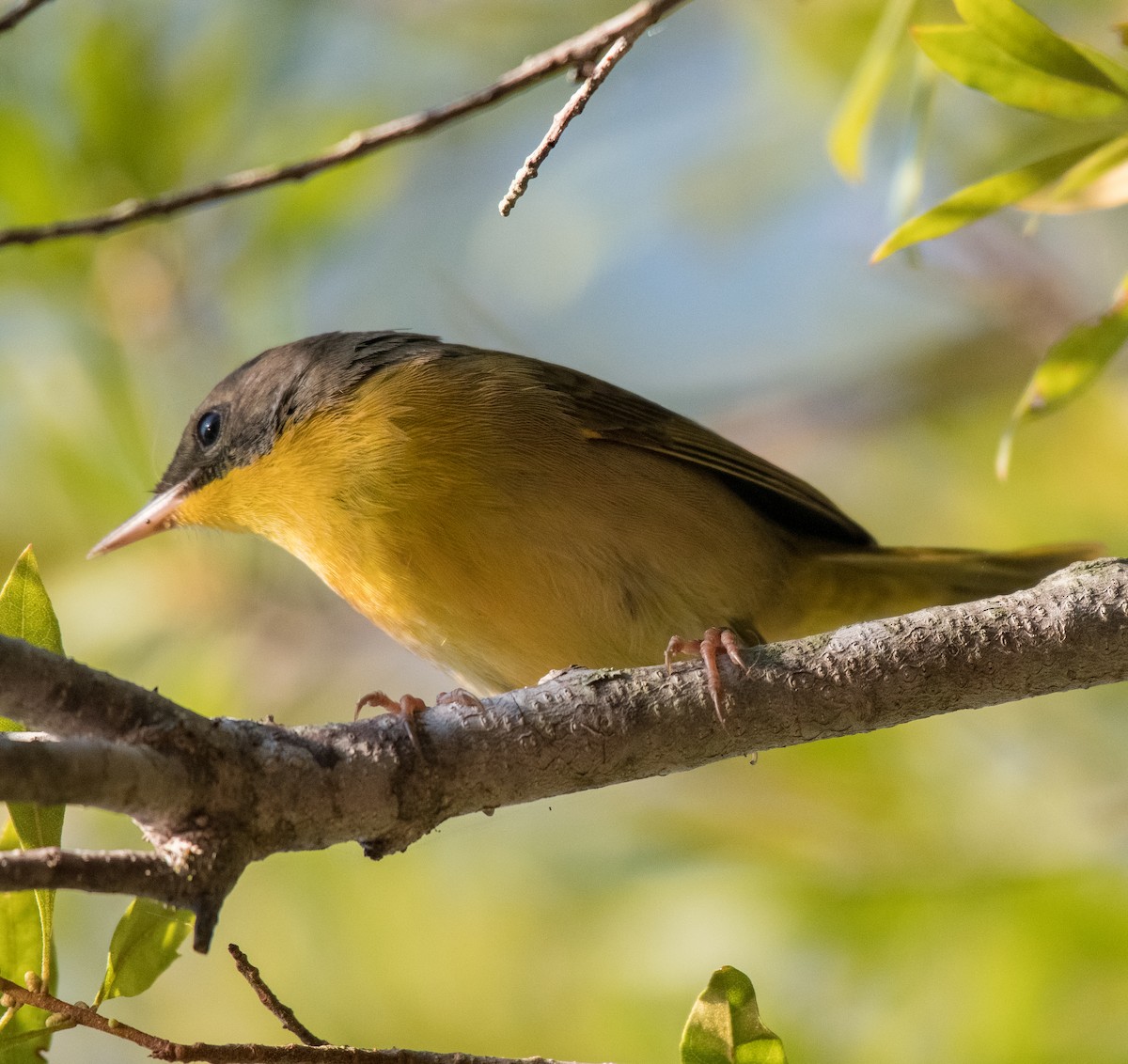Common Yellowthroat - ML487709501