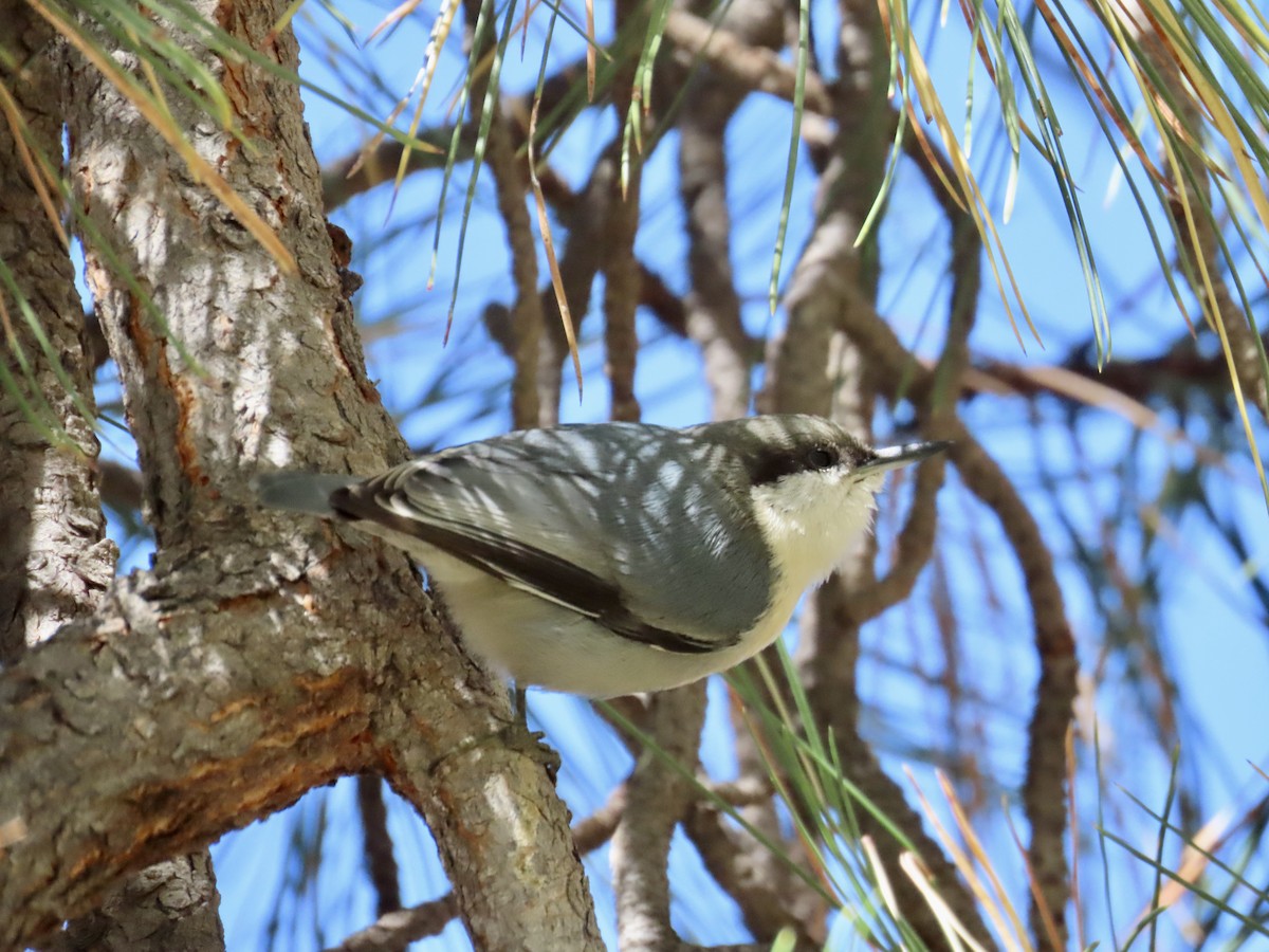 Pygmy Nuthatch - ML487709611