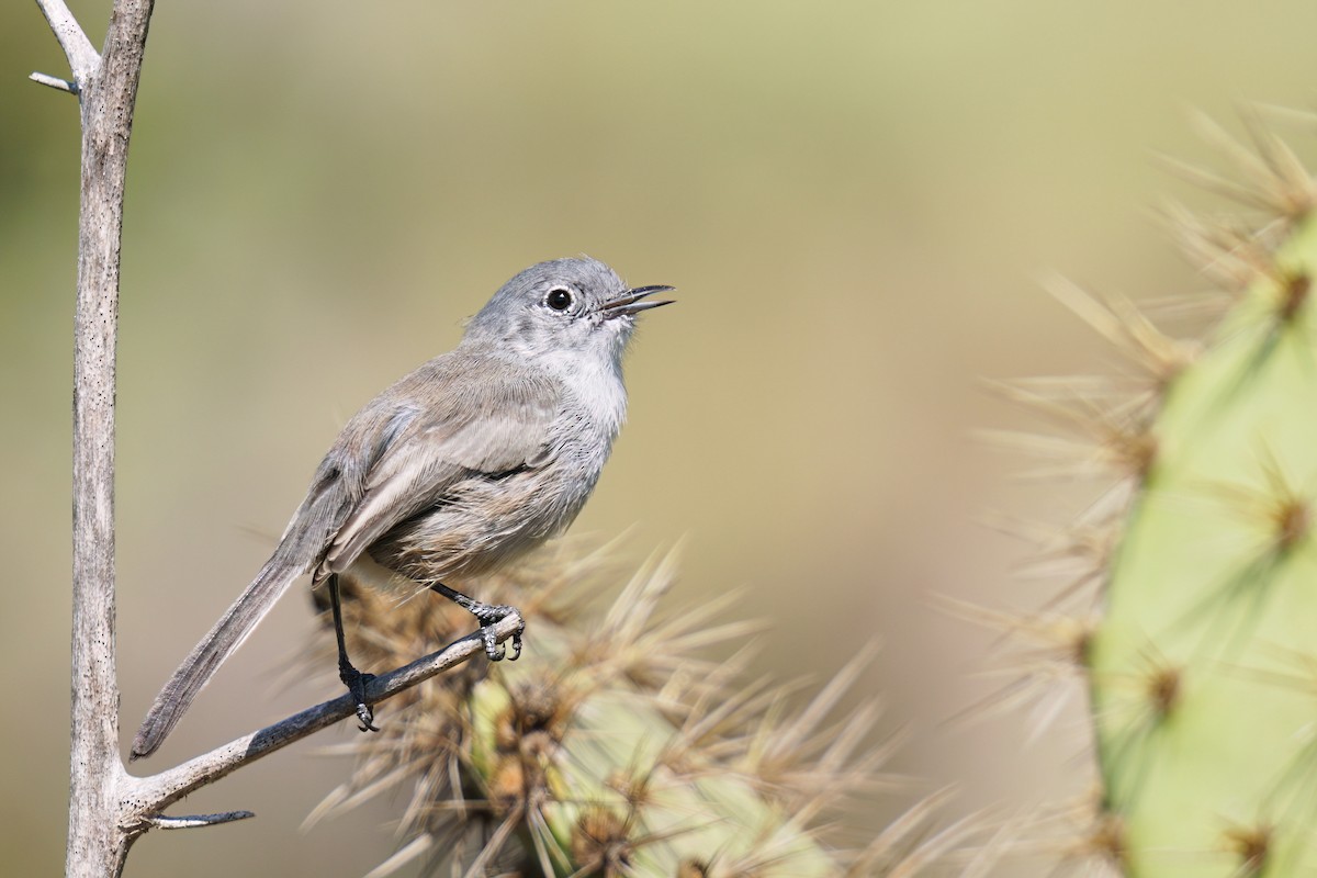 California Gnatcatcher - ML487709771