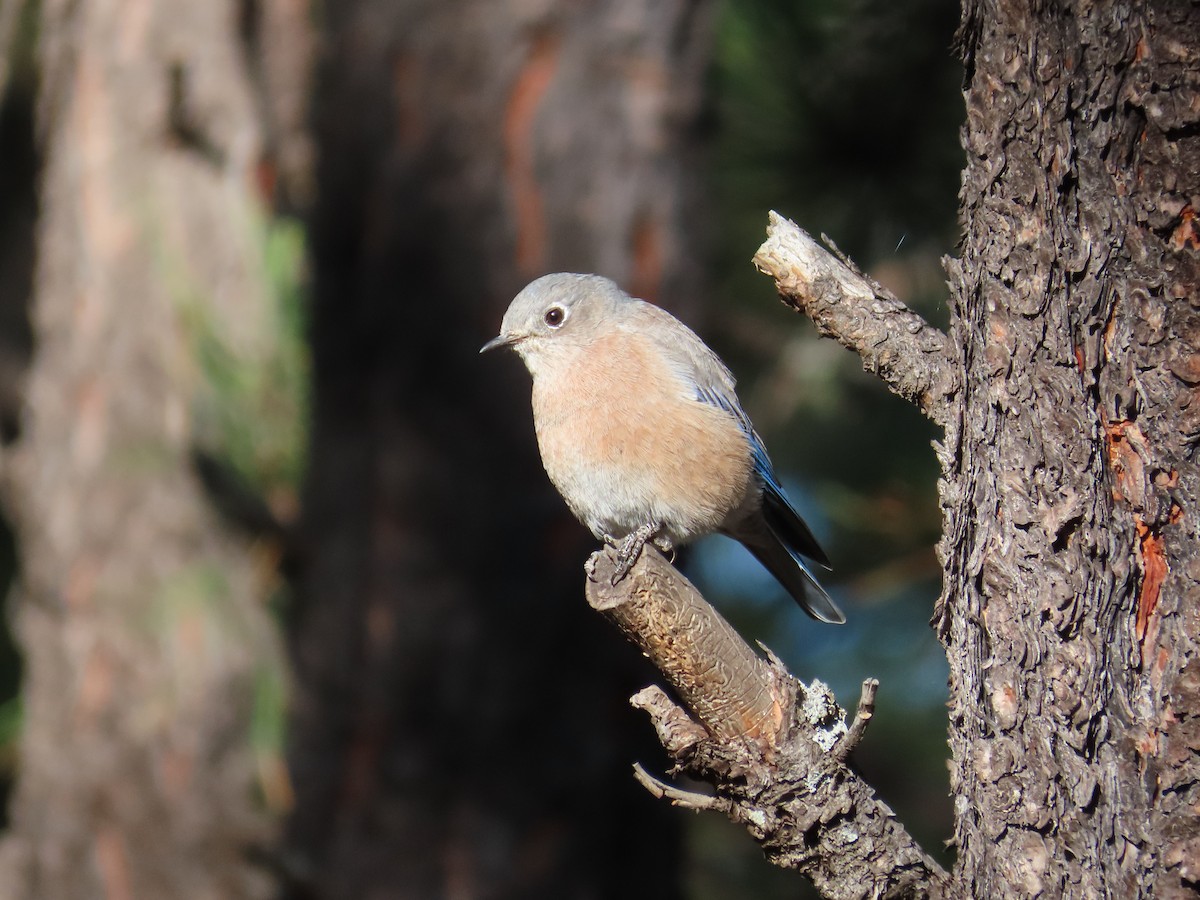 Western Bluebird - ML487709861