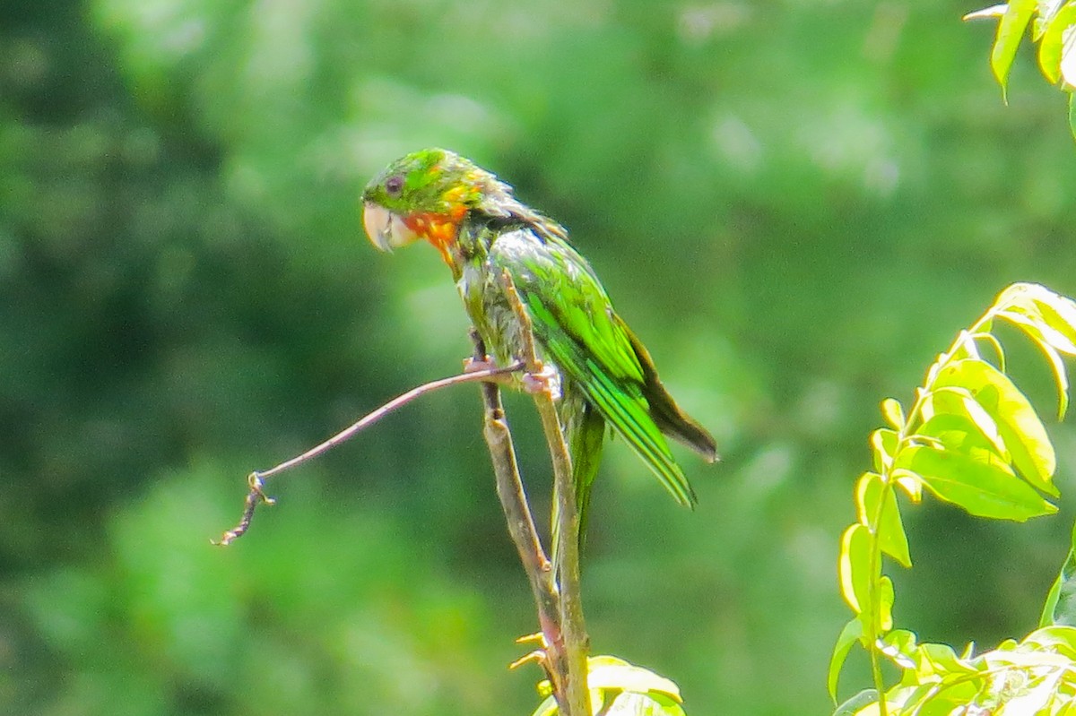Green Parakeet (Red-throated) - ML487710011