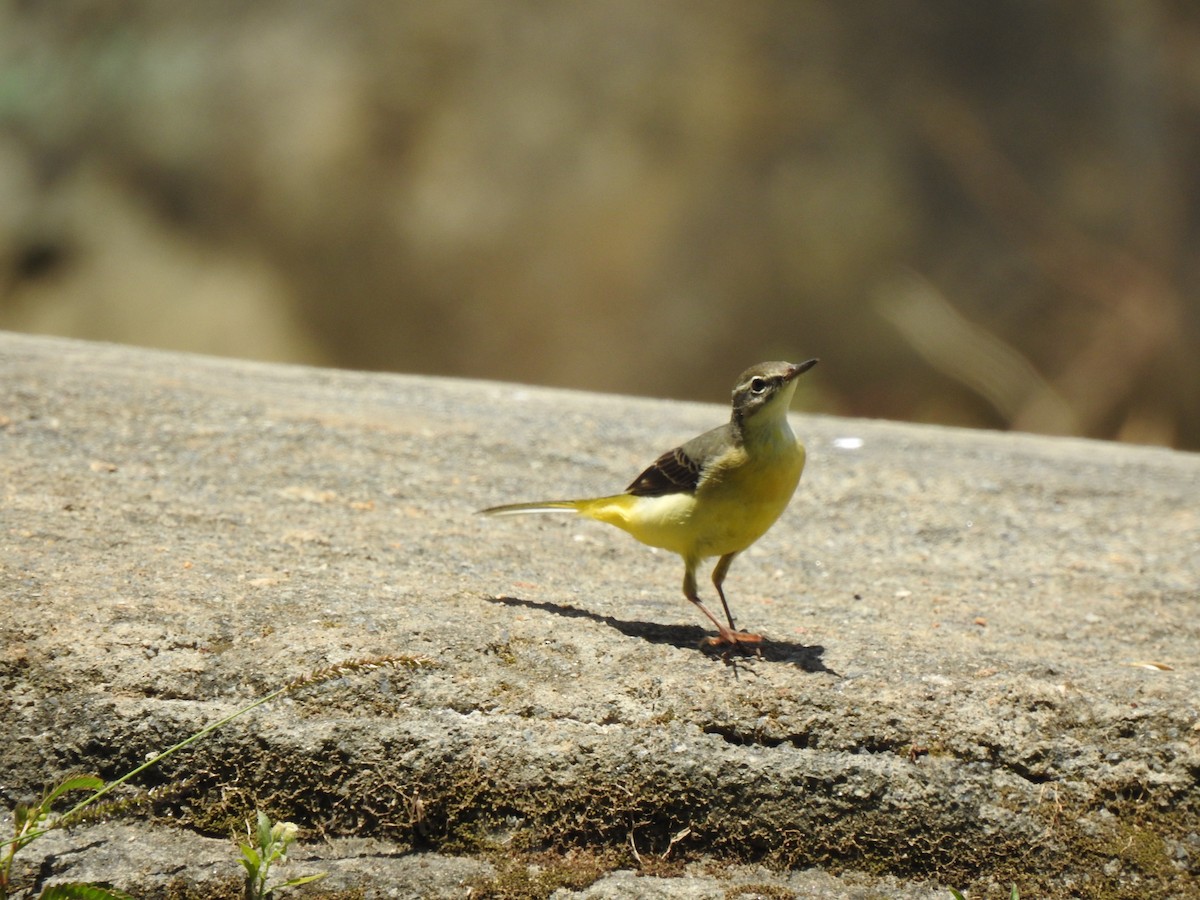 Gray Wagtail - ML487710271