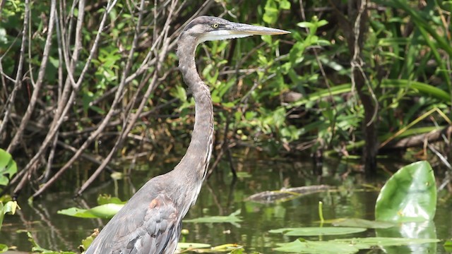 Great Blue Heron (Great Blue) - ML487711