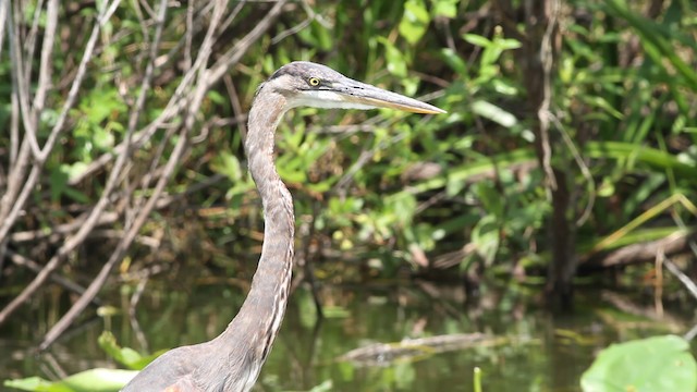 Great Blue Heron (Great Blue) - ML487712