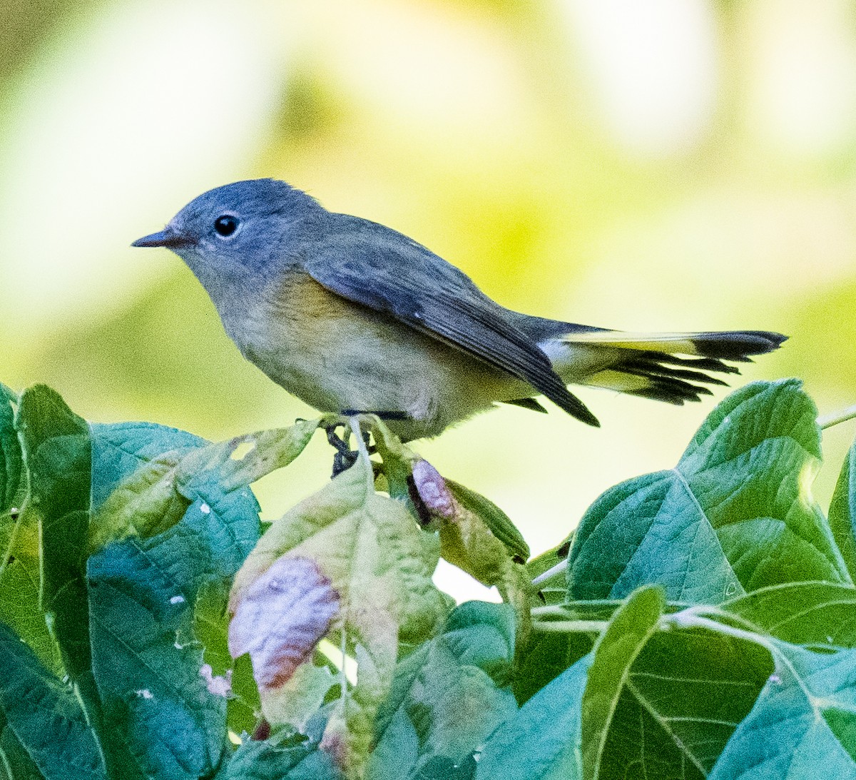 American Redstart - ML487713941