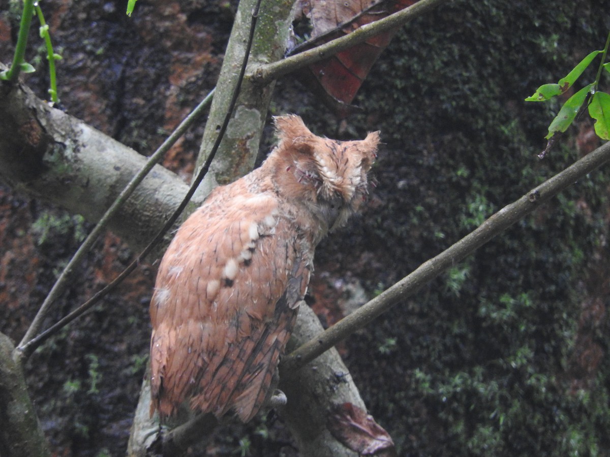 Oriental Scops-Owl - ML487714131