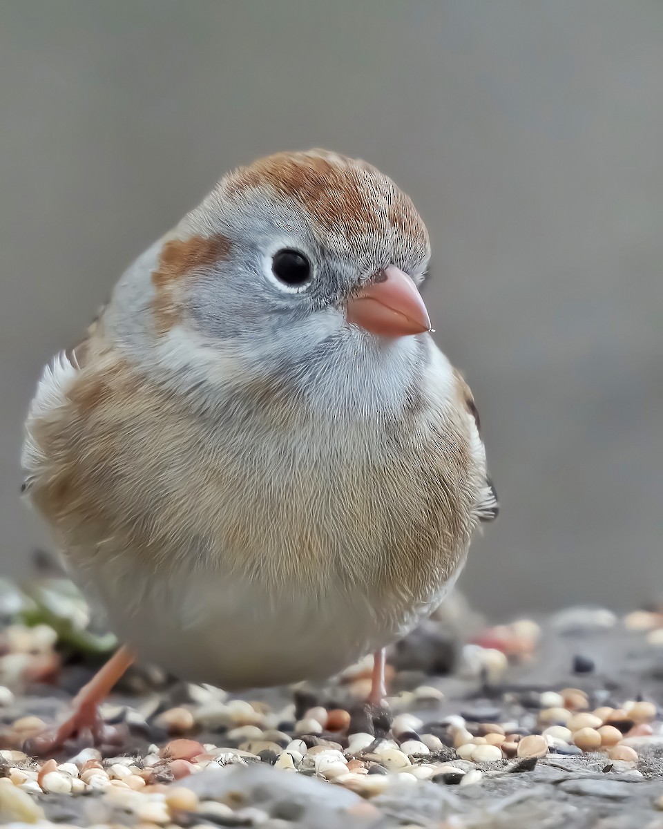 Field Sparrow - ML487714791