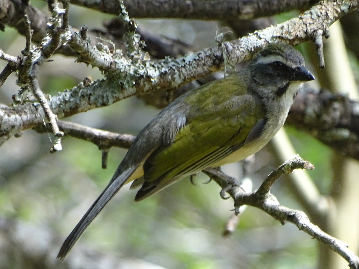 Green-winged Saltator - Mirian Del Río